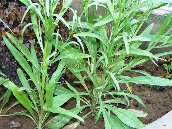  Plant-Basal part
